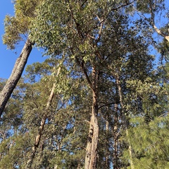 Eucalyptus globoidea