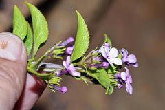 Teedia lucida