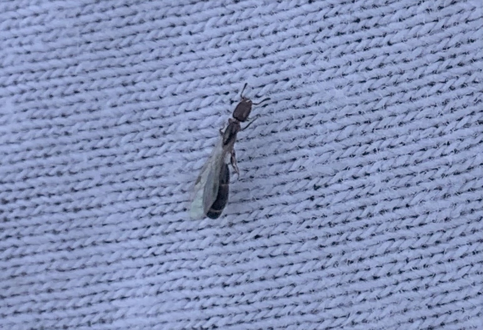 Xenomyrmex floridanus
