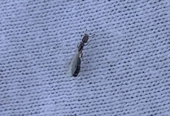 Xenomyrmex floridanus