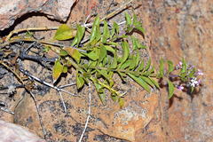 Teedia lucida