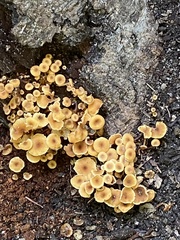 Xeromphalina