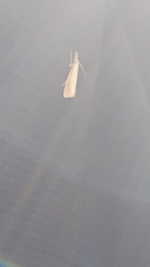 Agriphila straminella