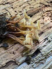 Xeromphalina