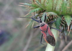 Rhynocoris segmentarius