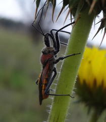 Rhynocoris segmentarius