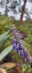 Salvia urolepis