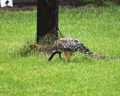 Amphiuma tridactylum