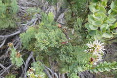 Paranomus roodebergensis