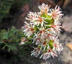 Paranomus roodebergensis