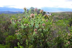 Paranomus roodebergensis