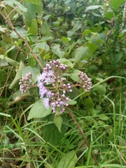 Aristeguietia lamiifolia