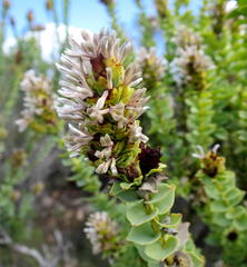 Paranomus roodebergensis