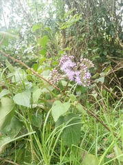 Aristeguietia lamiifolia