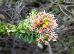 Paranomus roodebergensis