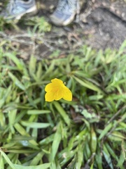 Zephyranthes citrina
