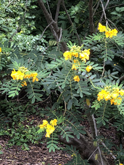 Senna multiglandulosa