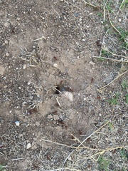 Pogonomyrmex barbatus