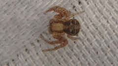 Xysticus emertoni