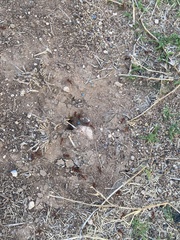 Pogonomyrmex barbatus