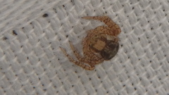 Xysticus emertoni