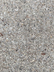 Pogonomyrmex barbatus