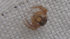 Xysticus emertoni
