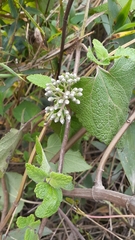 Aristeguietia lamiifolia