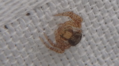 Xysticus emertoni