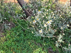 Olearia pannosa