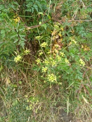 Arracacia moschata