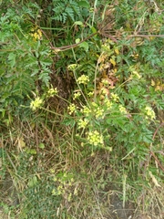 Arracacia moschata