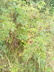 Arracacia moschata