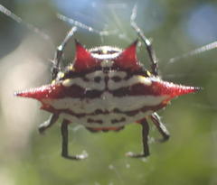 Gasteracantha sanguinolenta