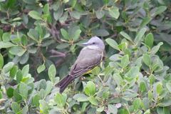 Tyrannus melancholicus