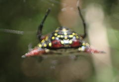 Gasteracantha sanguinolenta