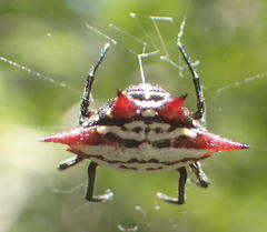 Gasteracantha sanguinolenta