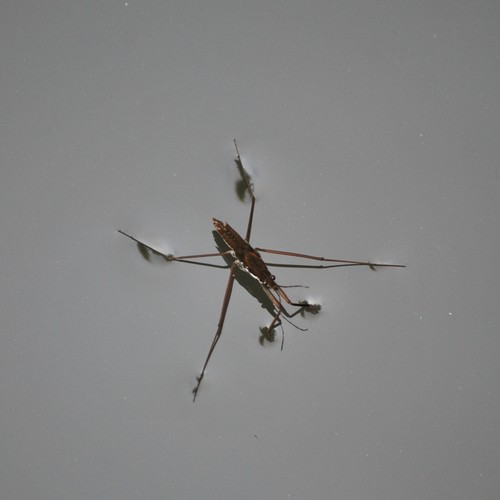 North American Common Water Strider photo 6