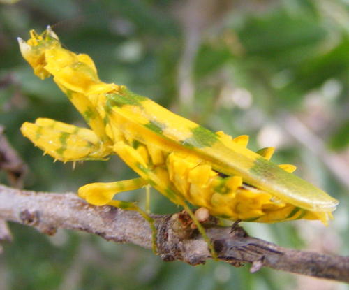 Photo of African False Flower Mantis (Harpagomantis tricolor)