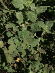 Malacothamnus aboriginum