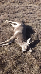 Odocoileus hemionus eremicus