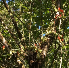 Columnea hirta