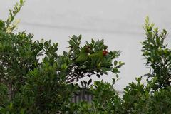 Psittacara erythrogenys