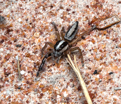Mopsolodes australensis