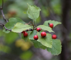 Crataegus macracantha