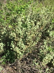 Malacothamnus aboriginum