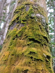 Coenogonium implexum