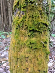 Coenogonium implexum