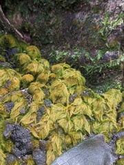 Coenogonium implexum