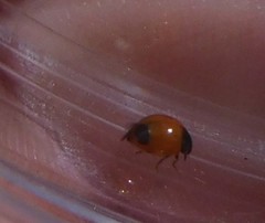 Exochomus marginipennis